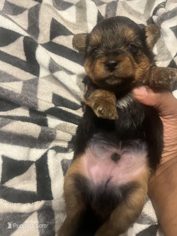 Marvin , a male Yorkipoo and Yorkshire Terrier for sale in Shelby, NC – Photo 1 of 2