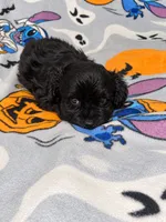 Buckwheat , a male Yorkipoo and Yorkshire Terrier for sale in Gastonia, NC – 3 of 4