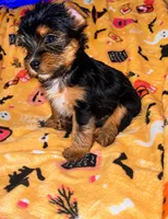 Nemo, a male Yorkshire Terrier for sale in Gastonia, NC – 3 of 3