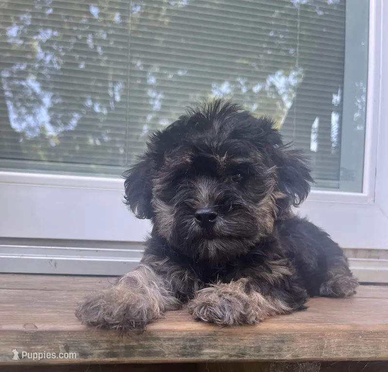 Barbie  – Yorkipoo puppy for sale in Gastonia, NC