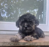Barbie , a female Yorkipoo for sale in Gastonia, NC – 1 of 5