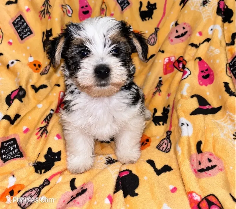 Toby , a male Yorkshire Terrier for sale in Gastonia, NC – 1 of 3