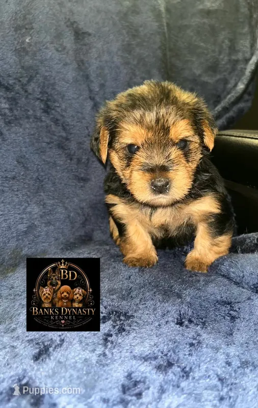 Pumbaa – Yorkipoo, Yorkshire Terrier puppy for sale in Gastonia, NC