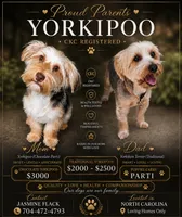 Pumbaa, a male Yorkipoo and Yorkshire Terrier for sale in Gastonia, NC – 4 of 4