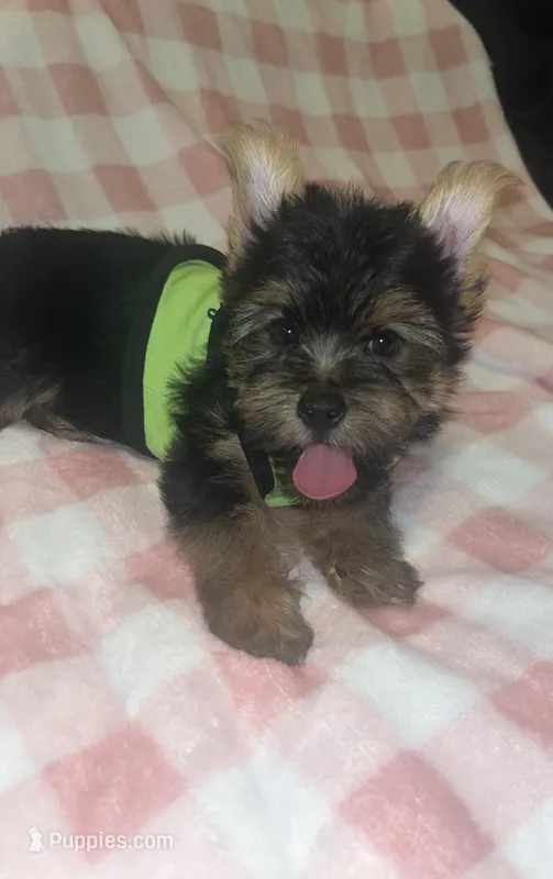 Pongo  – Yorkshire Terrier puppy for sale in Shelby, NC