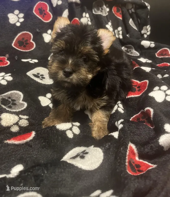 Pongo  – Yorkshire Terrier puppy for sale in Shelby, NC