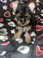 Pongo , a male Yorkshire Terrier for sale in Shelby, NC – Photo 3 of 3