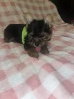 Pongo , a male Yorkshire Terrier for sale in Gastonia, NC – 4 of 4