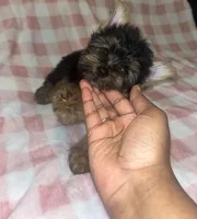 Pongo , a male Yorkshire Terrier for sale in Gastonia, NC – 3 of 4