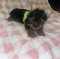 Pongo , a male Yorkshire Terrier for sale in Gastonia, NC – 2 of 4