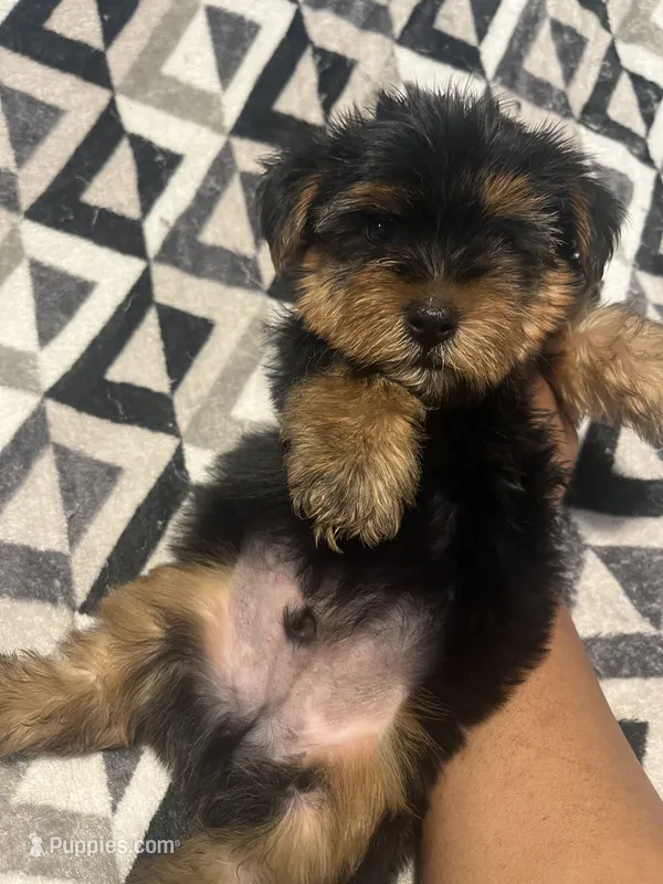 Daffy – Yorkipoo, Yorkshire Terrier puppy for sale in Gastonia, NC