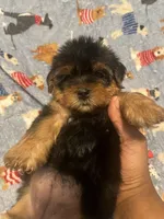 Tweety, a female Yorkipoo and Yorkshire Terrier for sale in Gastonia, NC – 4 of 5