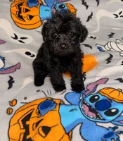 Froggy , a male Yorkipoo and Yorkshire Terrier for sale in Gastonia, NC – 3 of 3