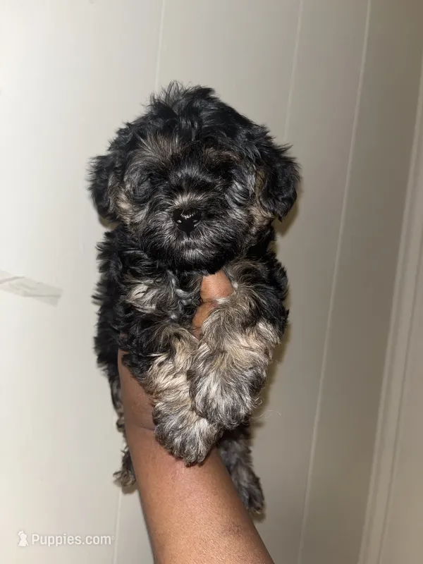 Barbie  – Yorkipoo puppy for sale in Gastonia, NC