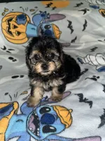 Mary ann, a female Yorkipoo and Yorkshire Terrier for sale in Gastonia, NC – 4 of 4