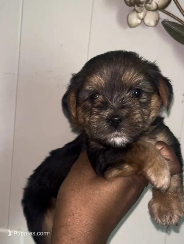 Timon – Yorkipoo, Yorkshire Terrier puppy for sale in Gastonia, NC