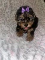 Tweety, a female Yorkipoo and Yorkshire Terrier for sale in Gastonia, NC – 4 of 6