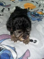 Mary ann, a female Yorkipoo and Yorkshire Terrier for sale in Gastonia, NC – 2 of 4