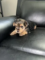 Pumbaa, a male Yorkipoo and Yorkshire Terrier for sale in Gastonia, NC – 6 of 6