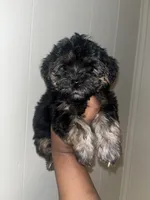Barbie , a female Yorkipoo for sale in Gastonia, NC – 2 of 5