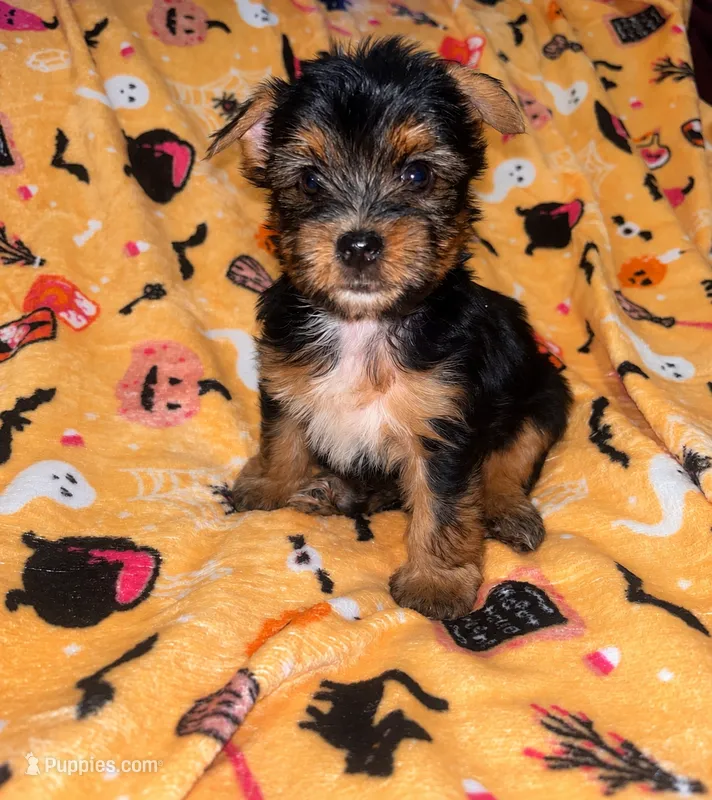 Nemo, a male Yorkshire Terrier for sale in Gastonia, NC – 1 of 3