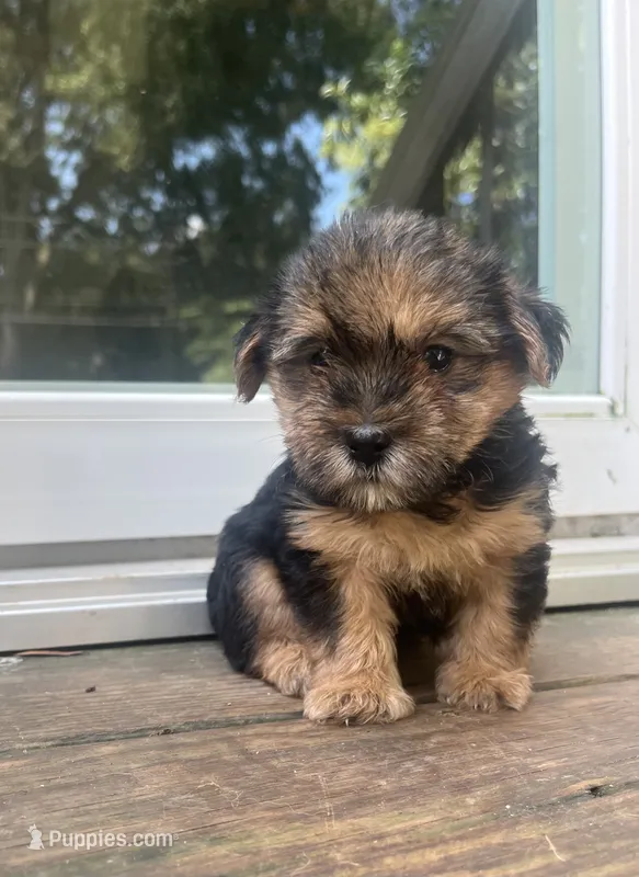 Timon – Yorkipoo, Yorkshire Terrier puppy for sale in Gastonia, NC