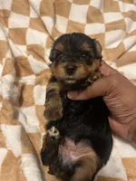 Daffy, a male Yorkipoo and Yorkshire Terrier for sale in Gastonia, NC – 3 of 4