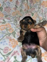 Daffy, a male Yorkipoo and Yorkshire Terrier for sale in Shelby, NC – Photo 2 of 2