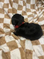 Daffy, a male Yorkipoo and Yorkshire Terrier for sale in Gastonia, NC – 4 of 4