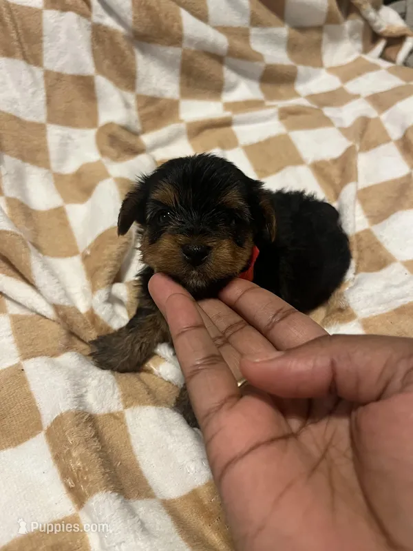 Daffy – Yorkipoo, Yorkshire Terrier puppy for sale in Shelby, NC
