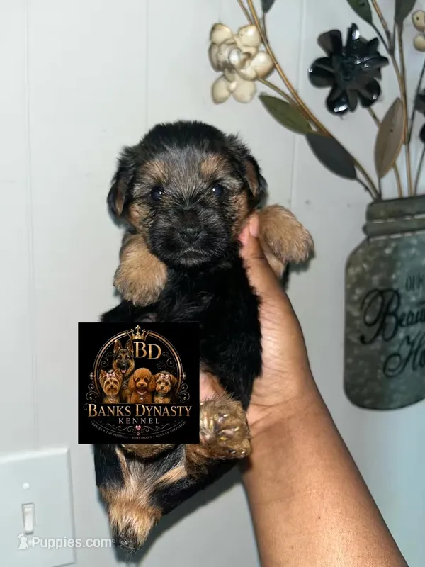 Scar  – Yorkipoo, Yorkshire Terrier puppy for sale in Gastonia, NC