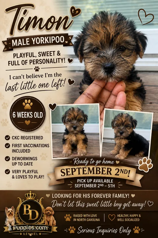 Timon – Yorkipoo, Yorkshire Terrier puppy for sale in Gastonia, NC