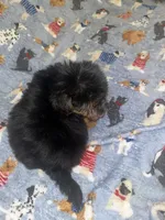 Marvin , a male Yorkipoo and Yorkshire Terrier for sale in Gastonia, NC – 3 of 4