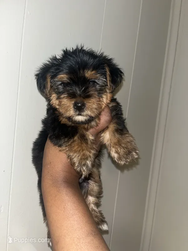Daffy – Yorkipoo, Yorkshire Terrier puppy for sale in Gastonia, NC