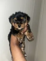 Daffy, a male Yorkipoo and Yorkshire Terrier for sale in Gastonia, NC – 1 of 5