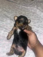 Zazu, a male Yorkipoo and Yorkshire Terrier for sale in Gastonia, NC – 4 of 4