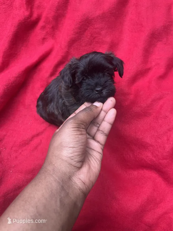 Little Stacie  – Yorkipoo puppy on hold in Gastonia, NC