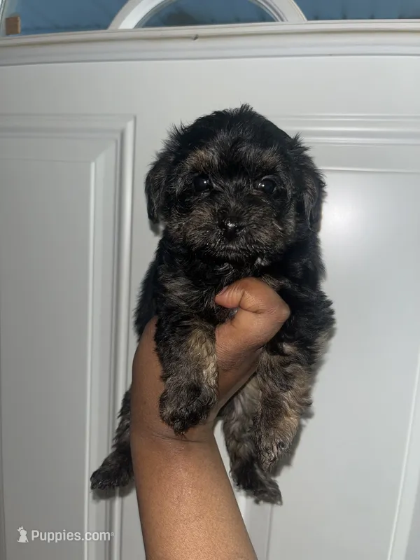 Brooklyn  – Yorkipoo puppy for sale in Gastonia, NC