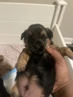 Scar , a male Yorkipoo and Yorkshire Terrier for sale in Gastonia, NC – 3 of 4