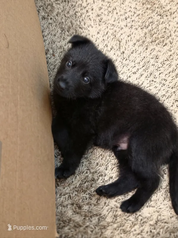 Zues – German Shepherd Dog puppy for sale in Charlotte, NC