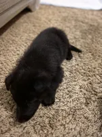 Zues, a male German Shepherd Dog for sale in Charlotte, NC – Photo 3 of 3