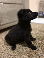 Zues, a male German Shepherd Dog for sale in Charlotte, NC – Photo 2 of 3