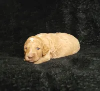 Levi, a male Cockapoo for sale in Missouri, MO – 4 of 7