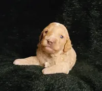Levi, a male Cockapoo for sale in Missouri, MO – 2 of 7