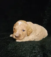 Levi, a male Cockapoo for sale in Missouri, MO – 3 of 7