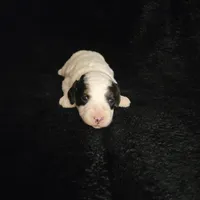 Copen, a male Cockapoo for sale in Missouri, MO – 6 of 7