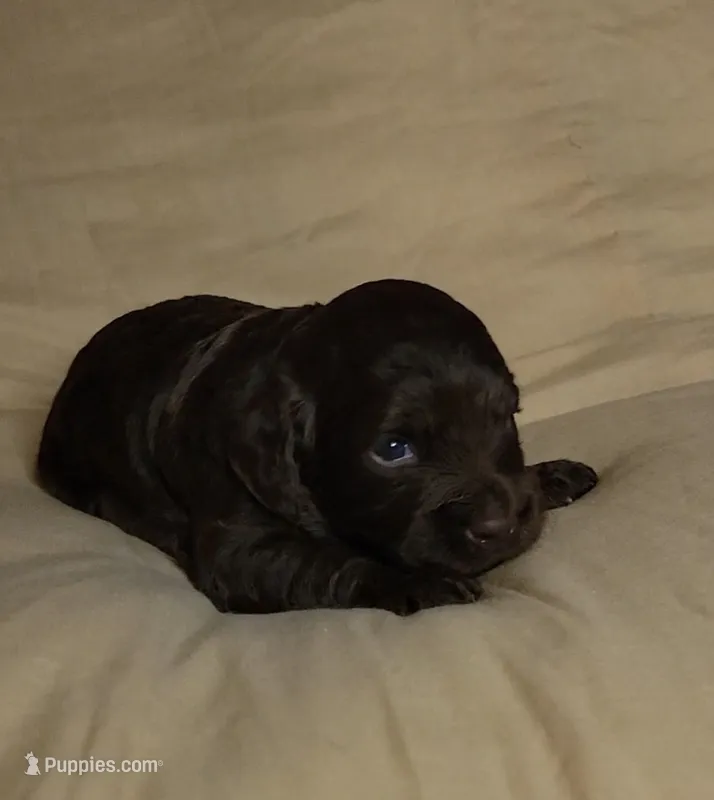 Peggy – Cockapoo puppy for sale in Missouri, MO
