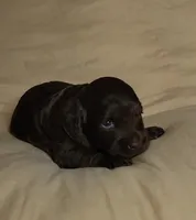 Peggy, a female Cockapoo for sale in Missouri, MO – 1 of 6