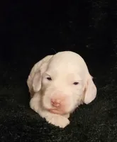 Hagen, a male Cockapoo for sale in Missouri, MO – 2 of 5