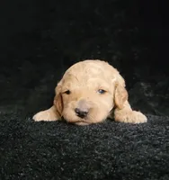 Garret, a male Cockapoo for sale in Missouri, MO – 6 of 7